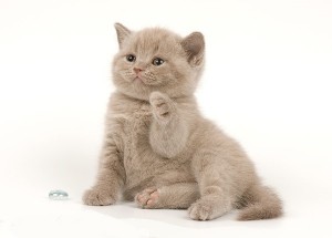 Лиловый британский котенок. Котенок британец лилового окраса          